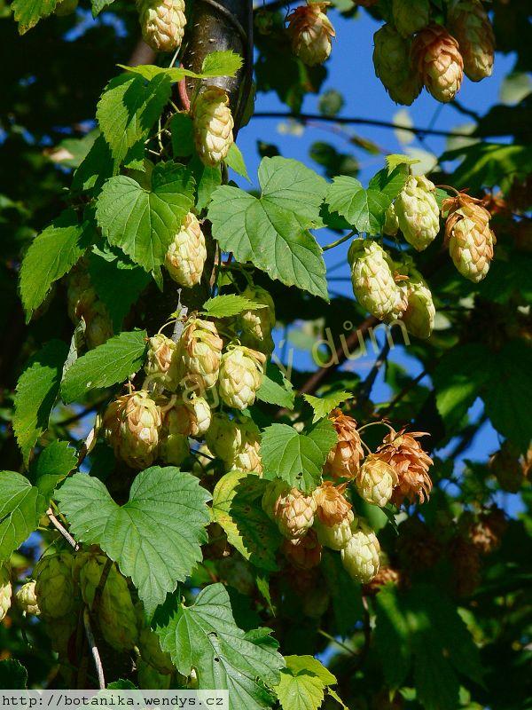 Chmel šištice řezané